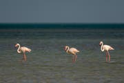 Wanderung der Flamingos in Katar