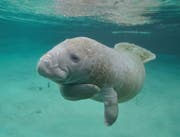 The dugongs of Qatar