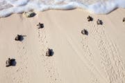 Repérer les tortues à écailles au Qatar