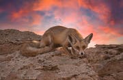 Desert fox