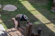 Besuchen Sie den ersten Panda Park im Nahen Osten 