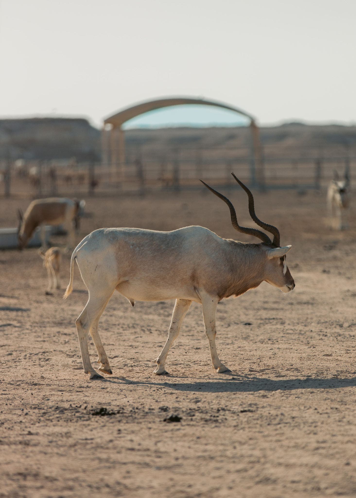 La gazelle d’Arabie