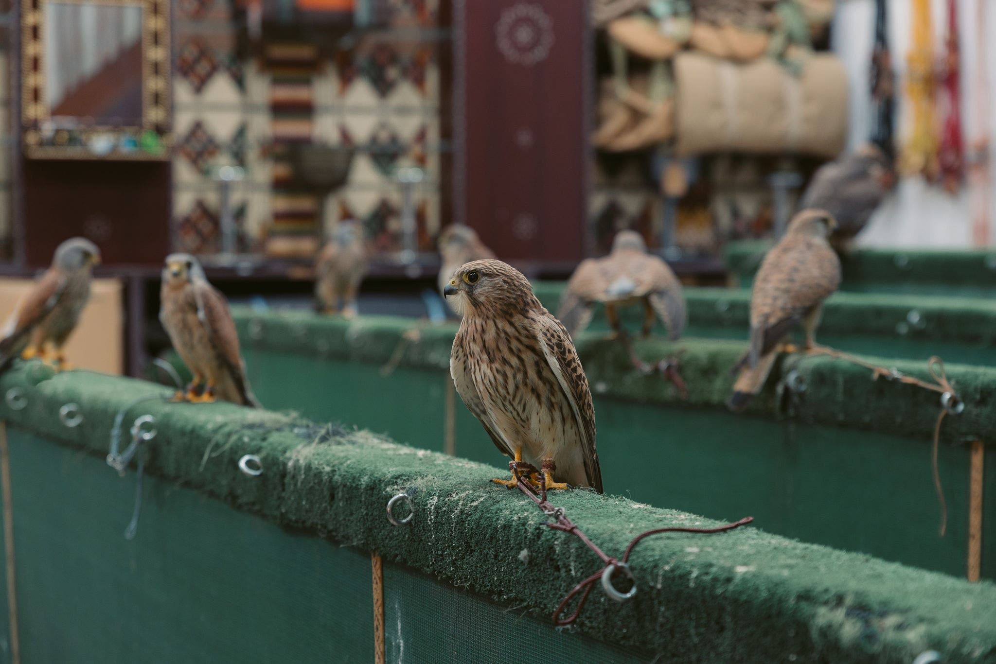 Falcon Souq