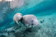 The dugongs of Qatar