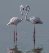 Wanderung der Flamingos in Katar