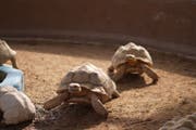 Les tortues