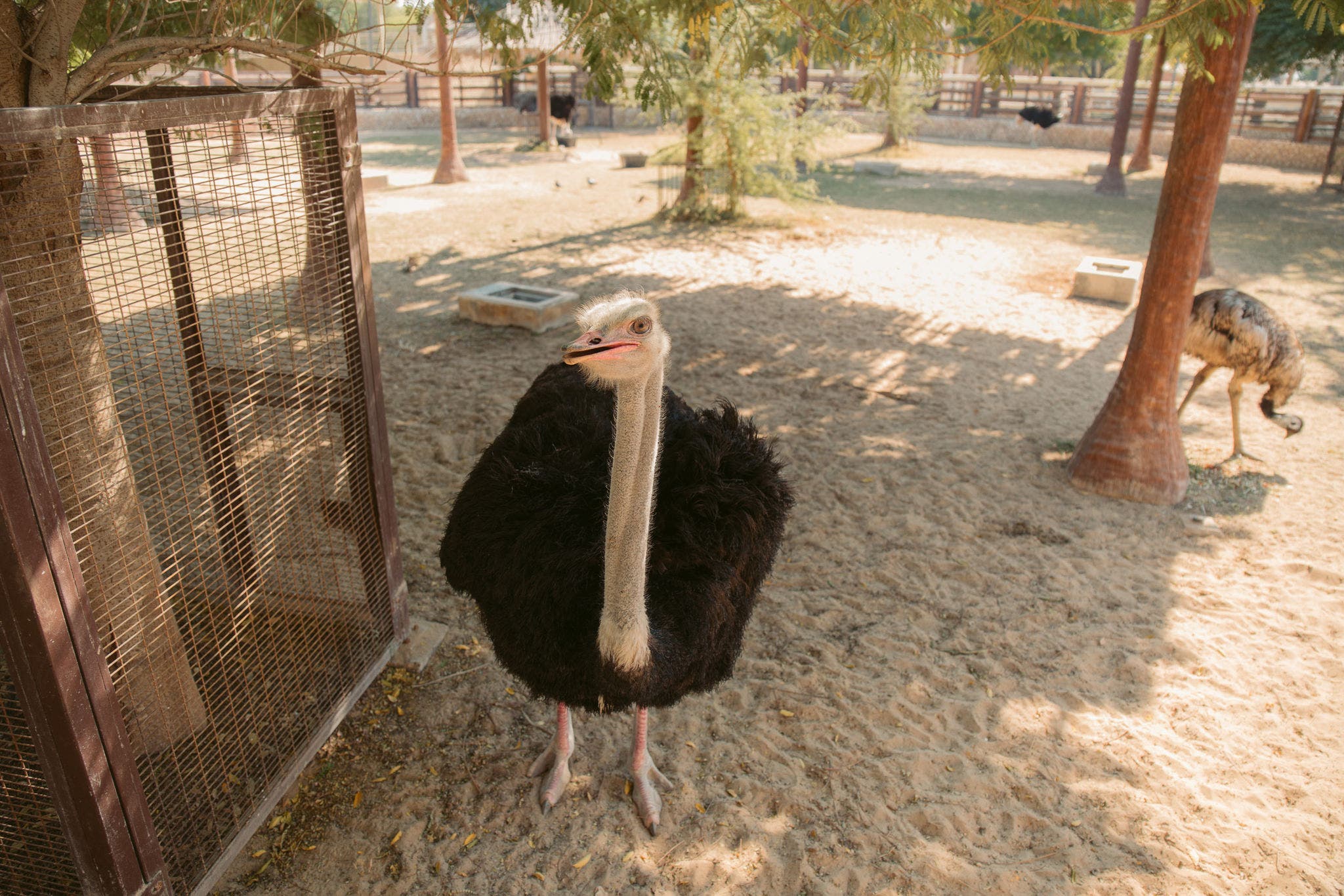 Al Khor family park & zoo | Rare wildlife