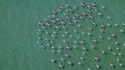 Migration des flamants roses au Qatar