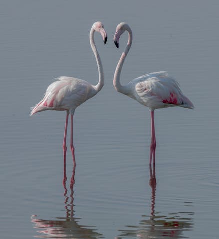 Les flamants roses