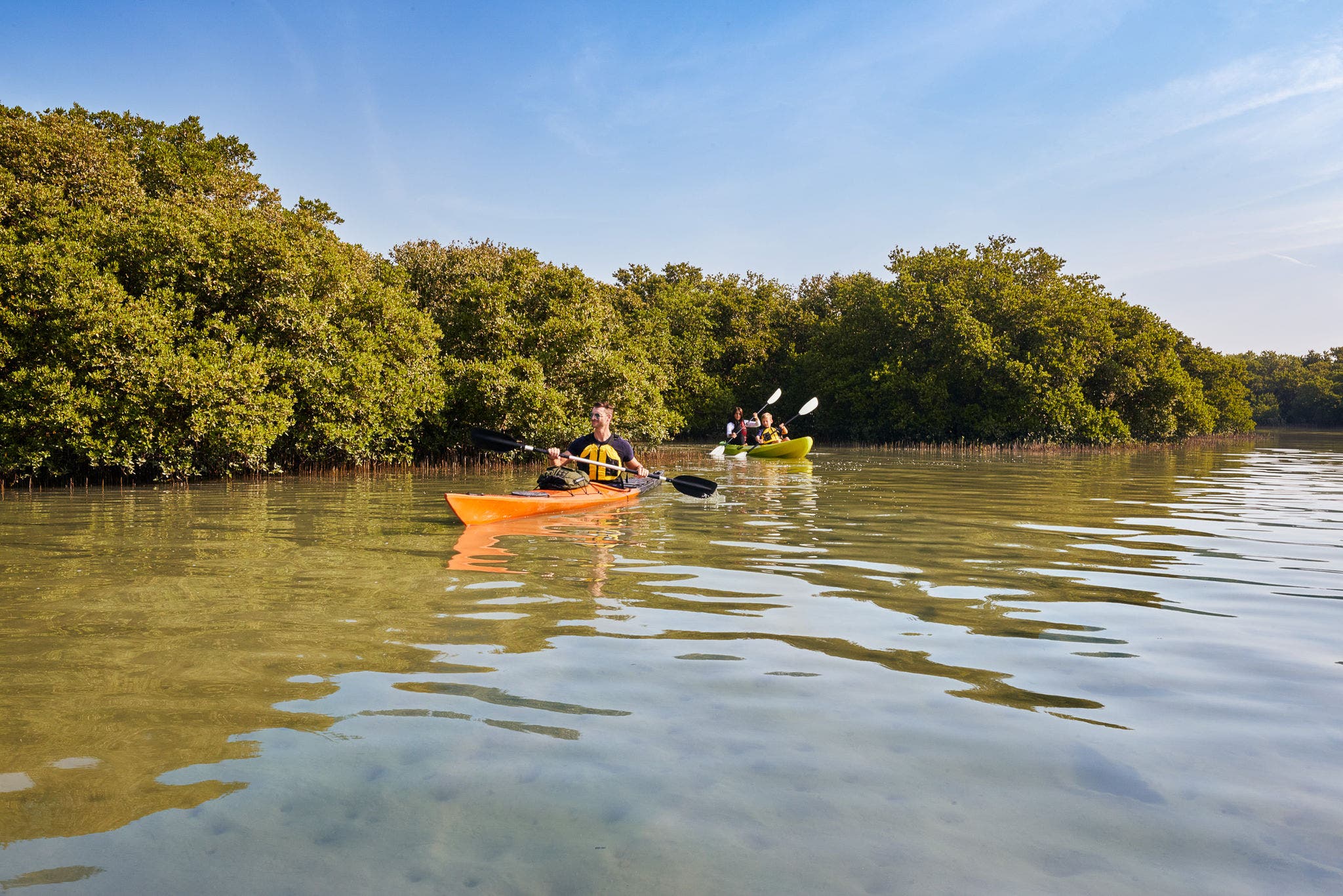 Qatar's oldest mangrove forest