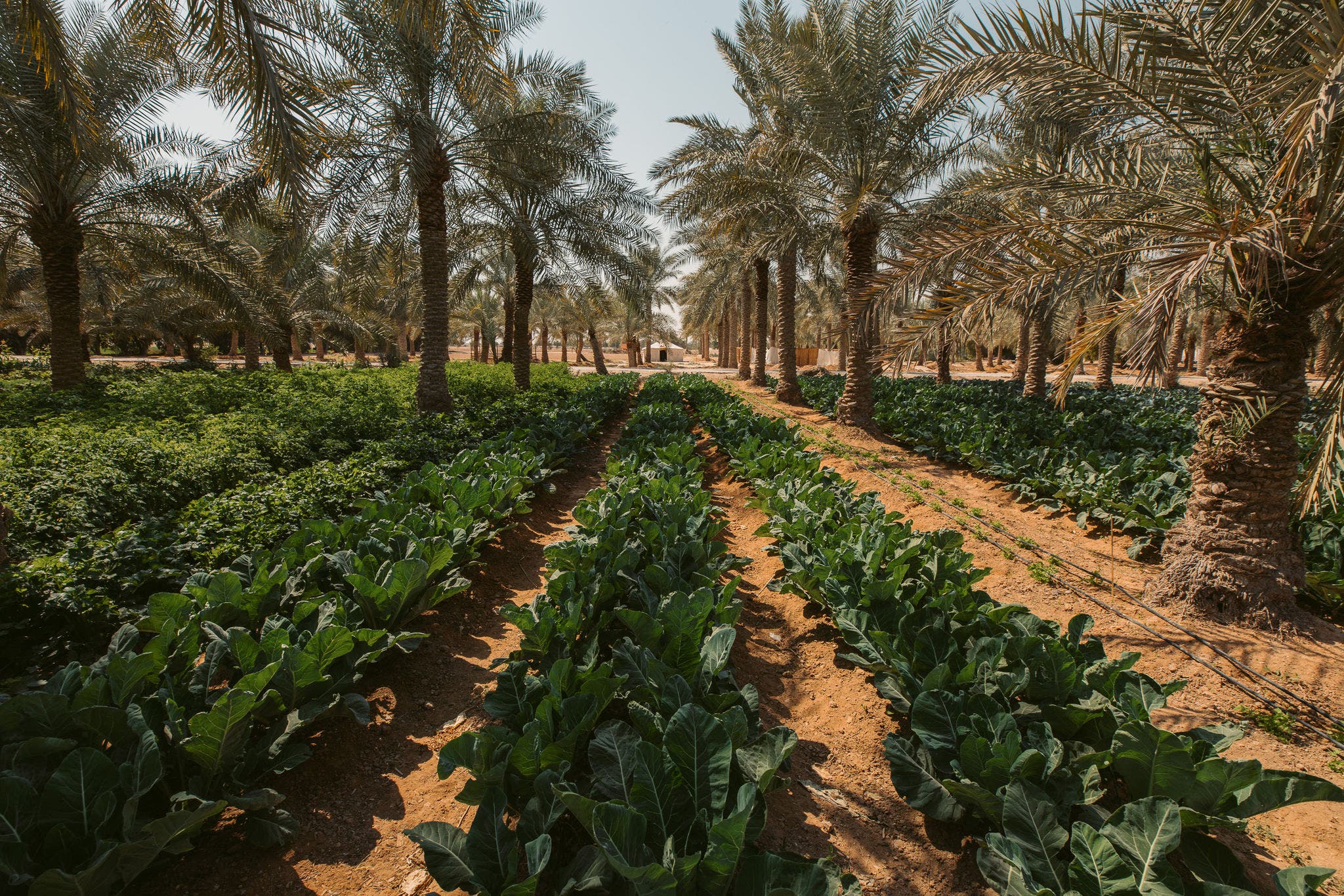 Goûtez à la douceur locale | Dattes du Qatar