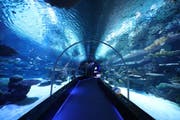 Centro visitatori e acquario del porto di Hamad