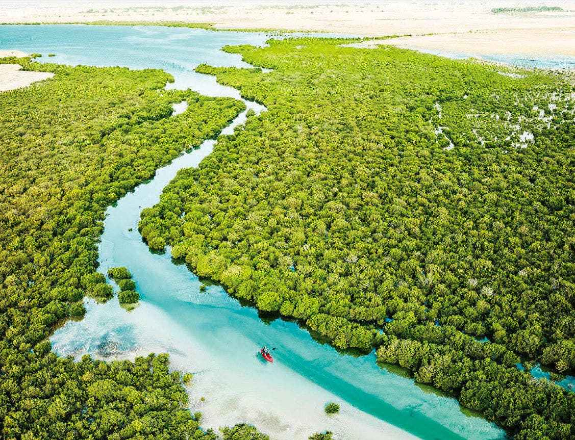 Al Thakira Mangroves | Top 5 Things to do