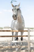 Go horse riding on the beach