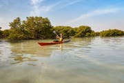 Mangroves du Qatar