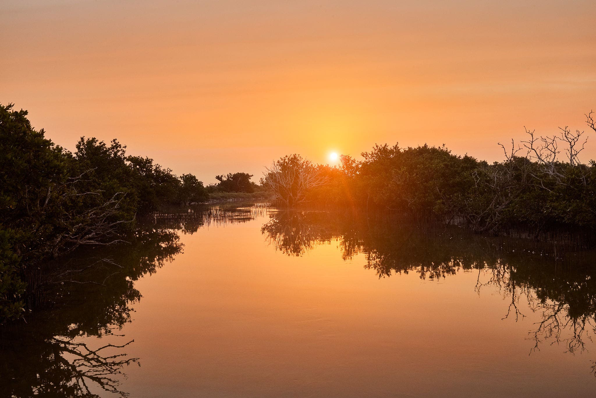 Al Thakira Mangroves | Top 5 Things to do