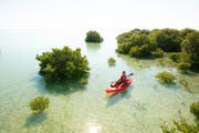 al-thakira-mangroves