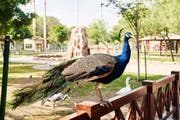 Al Khor family park & zoo | Rare wildlife