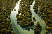 Al Thakira Mangroves | Top 5 Things to do