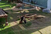 Visita il primo Panda Park del Medio Oriente 