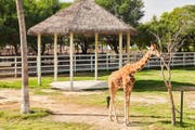 Al Khor family park & zoo | Rare wildlife