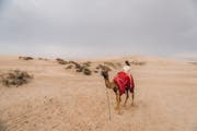 Safari dans le désert du Qatar