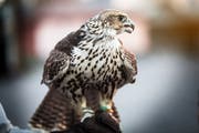 Le faucon : l’oiseau national du Qatar