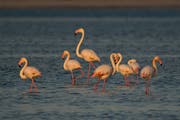 Flamingo migration in Qatar