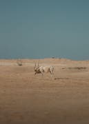 L’oryx d’Arabie