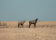 Pietra calcarea di Zekreet