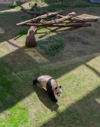 Visita il primo Panda Park del Medio Oriente 